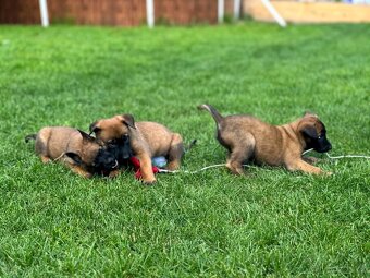 Belgický ovčák Malinois s PP - štěňata 8.týdnů - 5