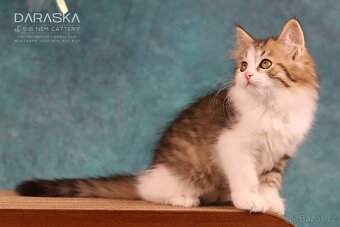 Sibiřská kočka - koťátka s PP - 5