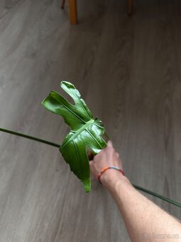Monstera krásný řízek - 5