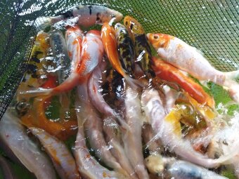 Koi kapříci - 5