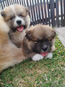 Štěňata Akita inu - 5
