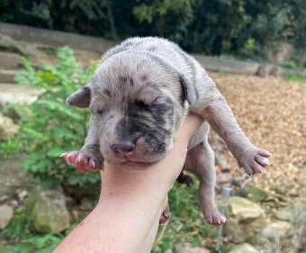 American Bully XL s PP k rezervaci - 5