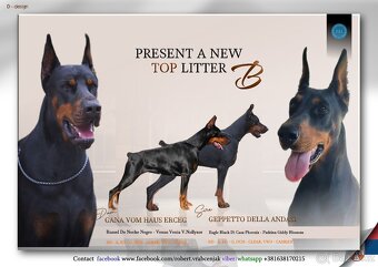 KUPIROVANÁ ŠTĚŇÁTKA DOBRMANA S PP FCI - 5