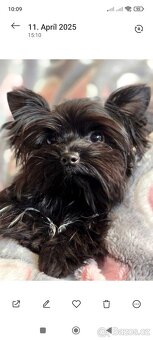 Black Yorkshire terrier - 5