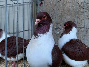 Moravsky pštros červeny - 5