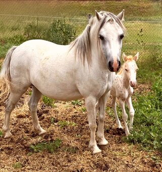 Welsh part bred - 5