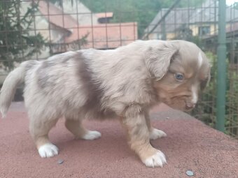 Miniaturní americký ovčák - 5