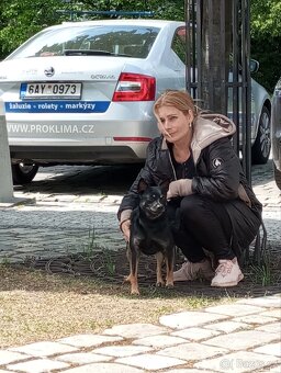 Nabízím štěně míní černý...( 8.6.2025 ) - 5