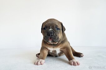American Bully XL holčička - 5