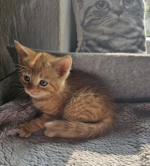 Červený zrzavý rezavý oranžový red kocourek „ Garfield „ - 5