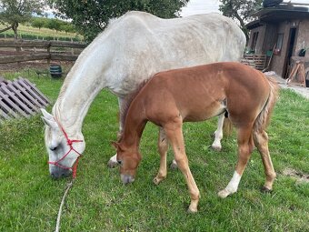 Charakterní kobyla ČT - 5