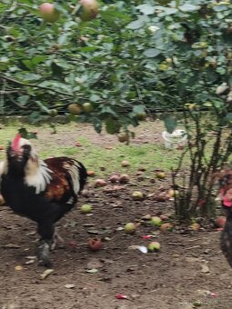 Faverolka velká lososová - kohout - 5