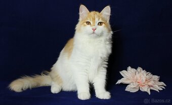 Sibiřská kočka - 5