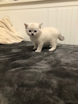 Čistokrevná britská krátkosrstá koťata po rodičích s PP - 5