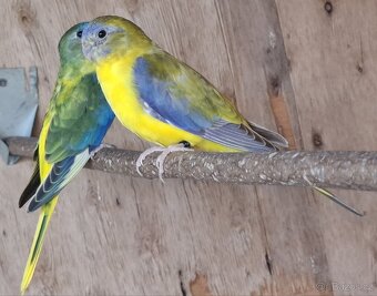 Neoféma tyrkysová žltobruchý škoricový opalín - 5