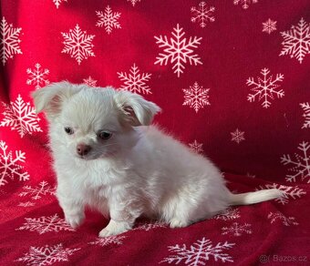 Čivava dlouhosrstá s PP - 5