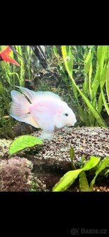 Cichlida papoušci - 5