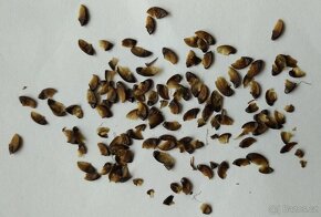 Krepová myrta - Lagerstroemia indica 300 semen 50 Kč - 5