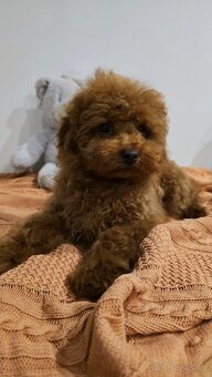 Toy pudlík z čínské linie – 3 měsíce, teddy typ, red brown - 5