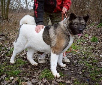 Maci hledá domov - 5