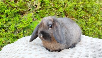 Zakrslý beránek, králíček, králík - PATRICIE - 5