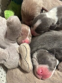 American Bully XL ŠTĚŇATA K ODBĚRU - 5