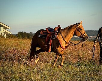 AQH klisna po Shiners Vodoo Dr - 5