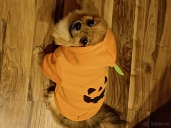 Pomeranian/Zwergspitz s PP - 5