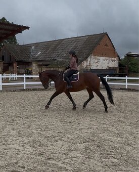 13-letá klisna na prodej - 5