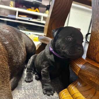 Stafordšírský bulterier s PP - 5