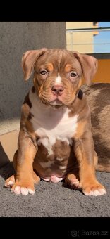 American bully XL - 5