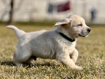 Zlatý Retriever šteniatka s PP - 5