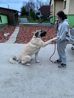 Kangal bez PP - 5
