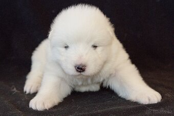SAMOJED-štěňata s PP - 5