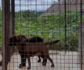 Čokoládové šteňatá Labradora - 5