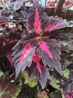 Coleus - 5