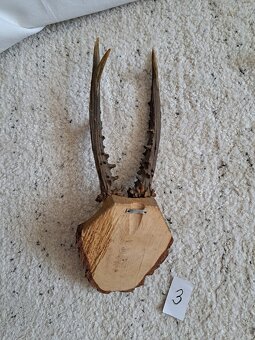 různé paroží a rohy - 5