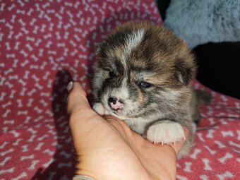 Akita inu s PP - červená a žíhaná fenečka - 5