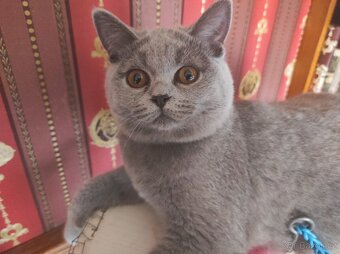 Britské kotě britská koťátka - 5