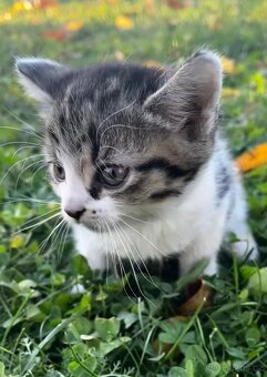 PRODÁM KOTĚ - kocour - 5