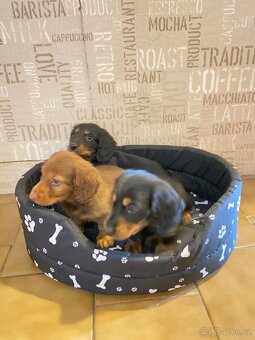 Jezevčík dlouhosrstý trpasličí - 5