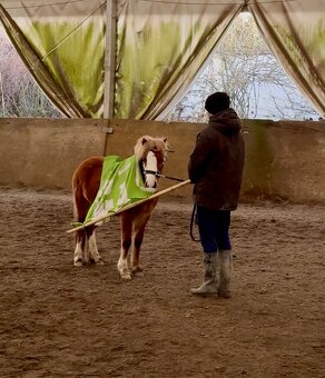 3letý welsh pony hřebec - 5