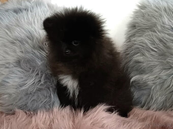 Pomeranian s PP fenka - 5