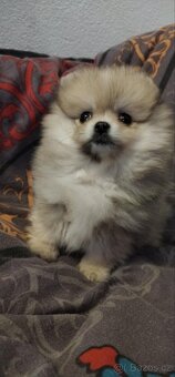Pomeranian - 5
