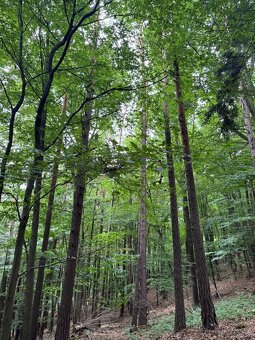 Prodám lesní pozemky v k.ú. Bohutín nad Moravou - 5