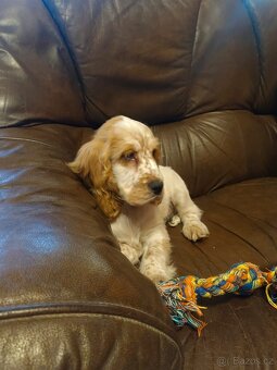 Anglický kokršpaněl barevný pejsek - 5