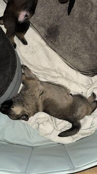 Prodam štěňátka - 5