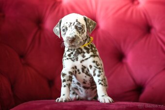 Dalmatin s PP - 5