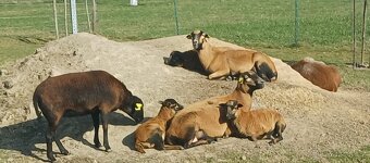 kamerunská ovce jehňata - 5