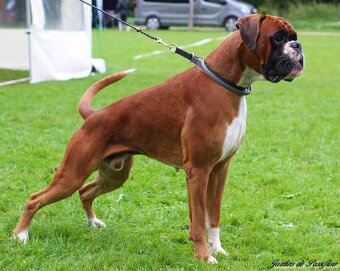 NĚMECKÝ BOXER s PP (FCI) - 5